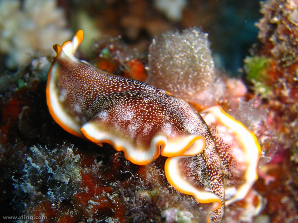 Great Barrier Reef Backpacker In Australienbackpacker In Australien